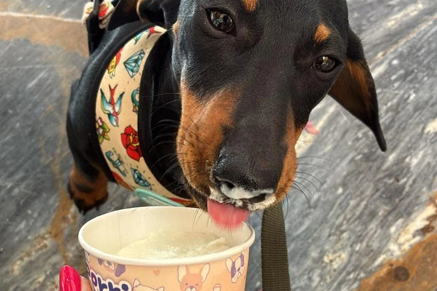 Un teckel con la lengua fuera junto a una tarrina de Perri Gelato
