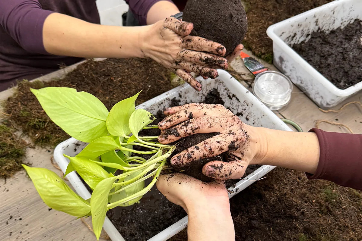 Cuatro manos manchadas de tierra dando forma a la bola de sustrato y musgo de una kokedama, con un potos de hojas verde lima preparado al lado sobre la mesa de trabajo