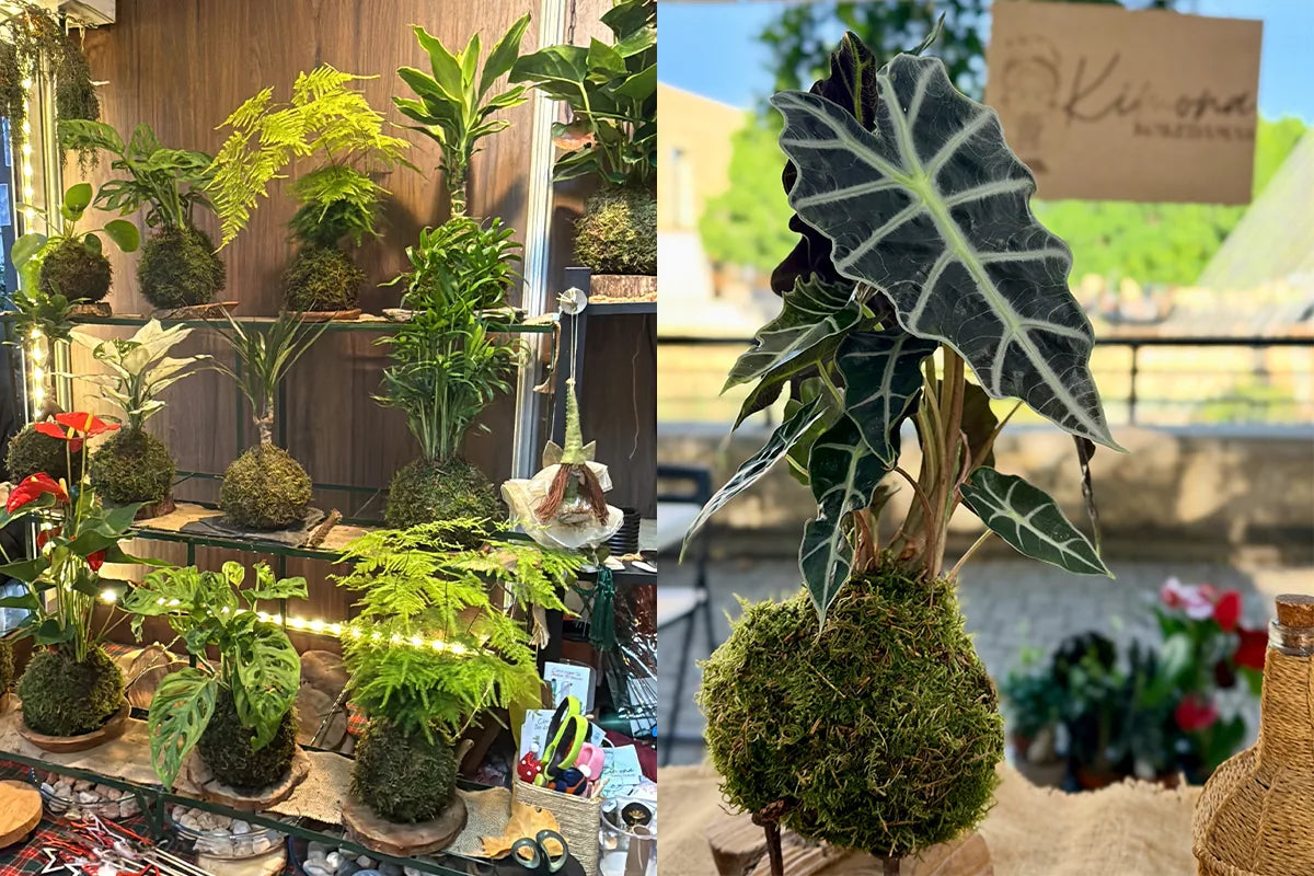 A la izquierda, una estantería con kokedamas de helecho, anturio y monstera iluminadas con guirnaldas; a la derecha, una alocasia plantada en kokedama, con sus hojas de nervios blancos