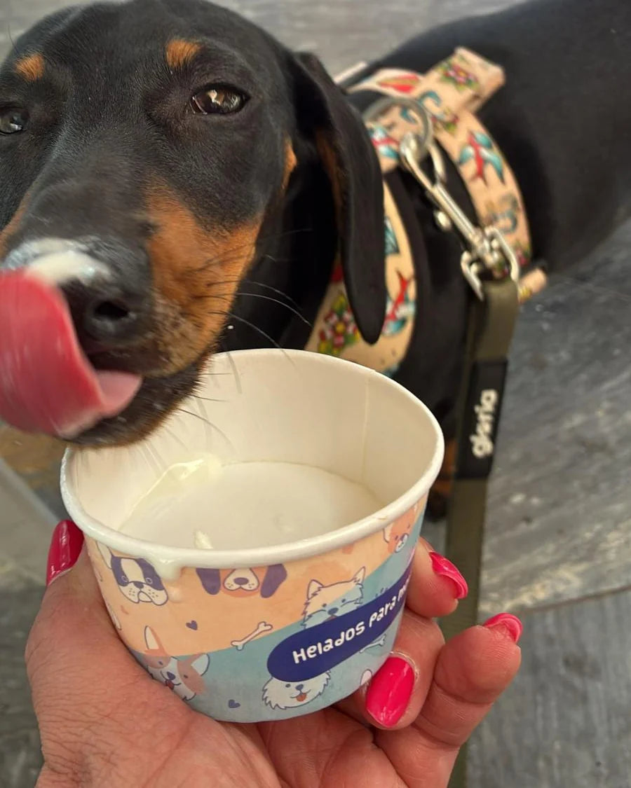 Un perro relamiéndose junto a una tarrina de Perri Gelato recién servida
